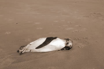 soñar con pingüinos muertos
