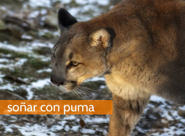 Soñar con puma, un sueño cargado de aventuras y astucia