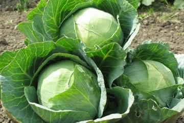 cultivar