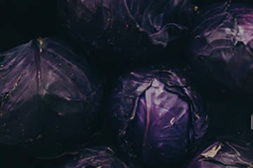 repollo morado