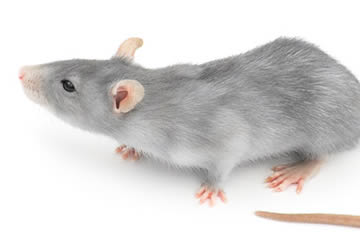Qué significa soñar con ratas grises