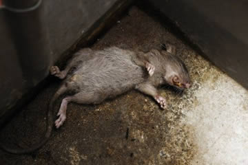 Qué significa soñar con ratas muertas