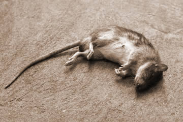 Qué significa soñar con ratones muertos