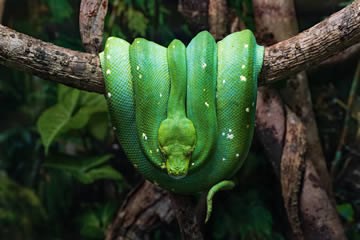 ¿Qué significa soñar con serpiente verde