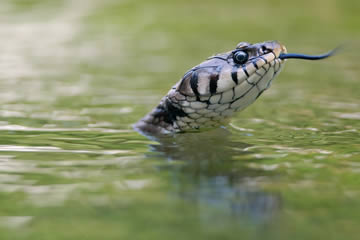 Qué significa soñar con serpientes en el agua