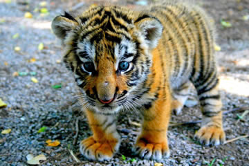 Qué significa soñar con tigres bebes