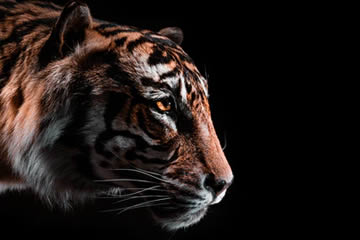 Qué significa soñar con un tigre