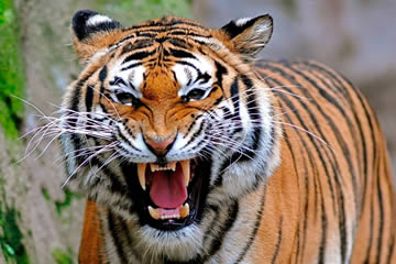 Qué significa soñar con ataque de un tigre