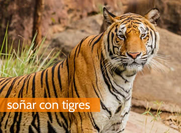 Soñar con tigres, son una representación de la fuerza de agresión y de la rudeza