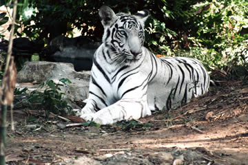Qué significa soñar con un tigre blanco manso