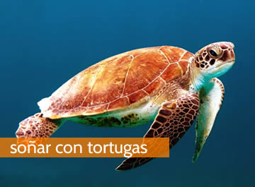 Soñar con tortugas, un emblema de una vida radiante