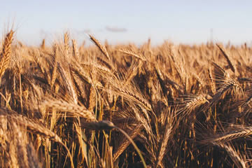 Qué significa soñar con campo de trigo