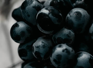 uvas negras grandes