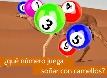 que numero juega soñar con camello