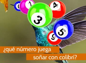 que numero juega soñar con colibrí