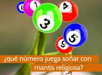 que numero juega soñar con mantis religiosa