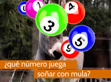 que numero juega soñar con mula