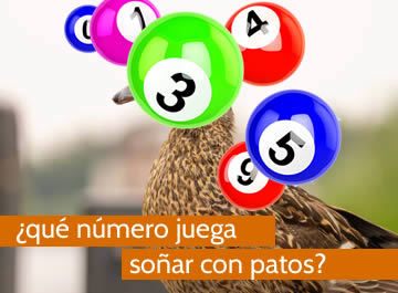 que numero juega soñar con pato