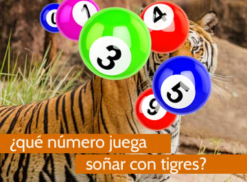 que numero juega soñar con tigres